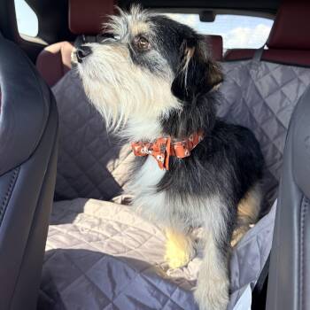 Norfolk Terrier Dogs Available for Adoption in Douglas, Georgia - Dan | PetCurious