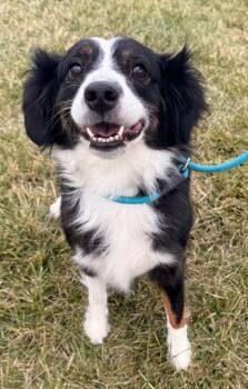 Rescue Australian Shepherd Dogs for Adoption in Defiance, Ohio - Pepper | PetCurious