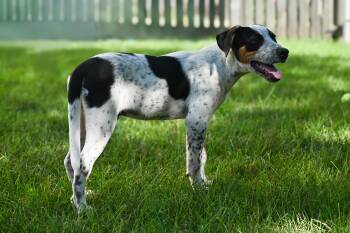 Rescue Australian Cattle Dog Blue Heeler Dogs for Adoption in Palos Heights, Illinois - Twix | PetCurious