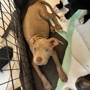 Rescue Mixed Breed Dogs for Adoption in Longview, Texas - Twix | PetCurious