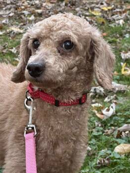 Rescue Poodle Dogs for Adoption in Alden, New York - Autumn | PetCurious