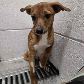 Rescue Feist and Mixed Breed Dogs for Adoption in Milan, Pennsylvania - Tweedledee | PetCurious