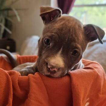 Mixed Breed Dogs Available for Adoption in Salt Lake City, Utah - Owlet | PetCurious