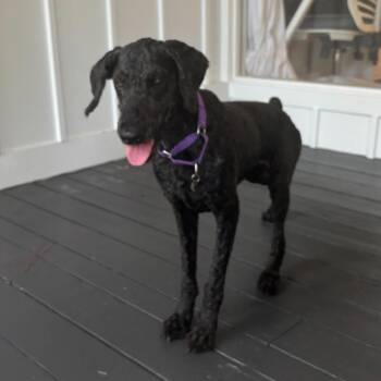 Kayla -  Poodle Dog for Adoption in Freeport, Florida - Kayla | PetCurious