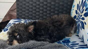 Tucker(Tuck) -  Yorkshire Terrier and Silky Terrier Dog for Adoption in Heiskell, Tennessee - Tucker(Tuck) | PetCurious