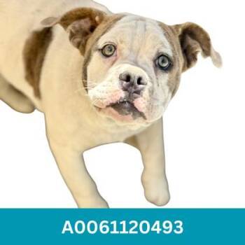 Acorn -  Bulldog Dog for Adoption in Red Bluff, California - Acorn | PetCurious