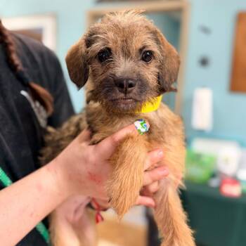 Lainey -  Shih Tzu Dog for Adoption in Columbus, Georgia - Lainey | PetCurious