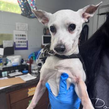 Edgar -  Chihuahua and Dachshund Dog for Adoption in Summerville, South Carolina - Edgar | PetCurious