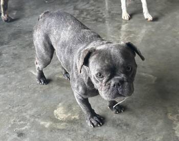 Squish -  Pug Dog for Adoption in Brownstown, Indiana - Squish | PetCurious