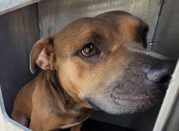 CASSIUS PLAYDOH -  American Staffordshire Terrier Dog for Adoption in San Antonio, Texas - CASSIUS PLAYDOH | PetCurious
