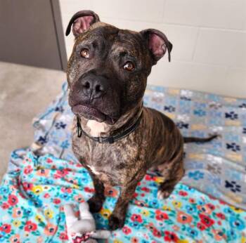 Pit Bull Terrier and Mastiff Dogs Available for Adoption in Minneapolis, Minnesota - BLUEY JER-BEAR | PetCurious