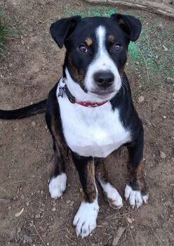 Australian Shepherd Dogs Available for Adoption in Cuyahoga Falls, Ohio - Baby Joshua | PetCurious