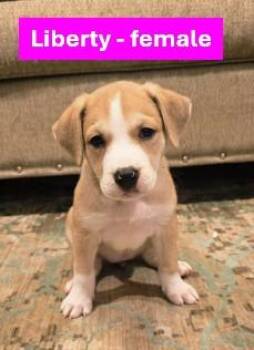 Liberty - Americana Litter -  Yellow Labrador Retriever Dog for Adoption in Sheboygan, Wisconsin - Liberty - Americana Litter | PetCurious