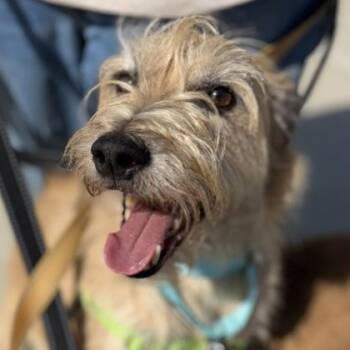 Wesley -  Mixed Breed Dog for Adoption in Janesville, Wisconsin - Wesley | PetCurious