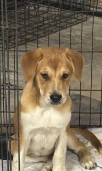 Sienna -  Shepherd Dog for Adoption in Lafayette, Colorado - Sienna | PetCurious