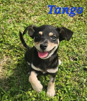 Tango -  Chihuahua Dog Available for Adoption in New Bern, North Carolina - Tango | PetCurious