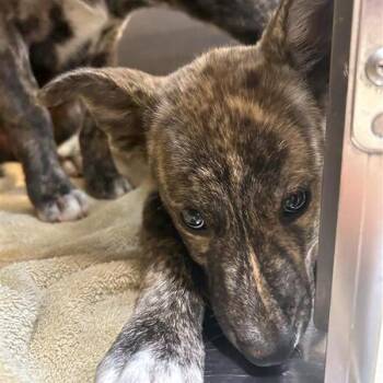 Bonnie -  Shepherd and Mixed Breed Dog for Adoption in Woodinville, Washington - Bonnie | PetCurious