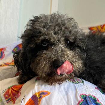 Poodle Dogs Available for Adoption - Monty 2829 | PetCurious
