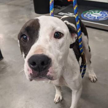 Maybel (Mable) -  Terrier Dog for Adoption in Tampa, Florida - Maybel (Mable) | PetCurious