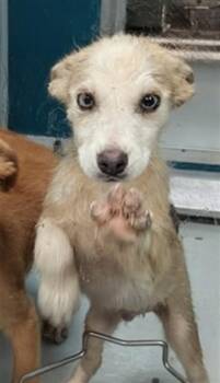 A478115 -  Siberian Husky and Mixed Breed Dog for Adoption in Oklahoma City, Oklahoma - A478115 | PetCurious