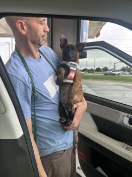 Bojangles located in Kansas -  Belgian Shepherd Malinois Dog for Adoption in Imlay City, Michigan - Bojangles Located In Kansas | PetCurious