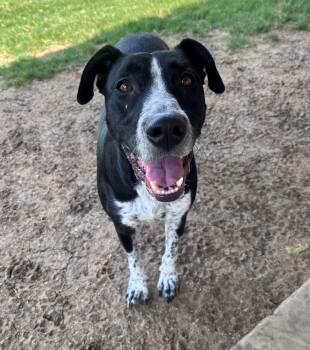 Honey A218843 -  Labrador Retriever and Pointer Dog for Adoption in Plano, Texas - Honey A218843 | PetCurious
