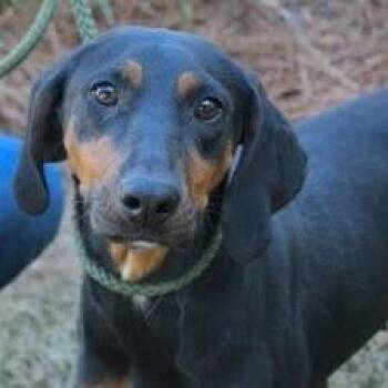 Coonhound Dogs Available for Adoption in Nashville, Tennessee - Mae | PetCurious