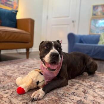Mabel Loves Stuffies -  Boxer and Pit Bull Terrier Dog for Adoption in Friendswood, Texas - Mabel Loves Stuffies | PetCurious