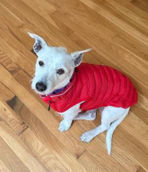 Sally -  Jack Russell Terrier Dog for Adoption in Boise, Idaho - Sally | PetCurious