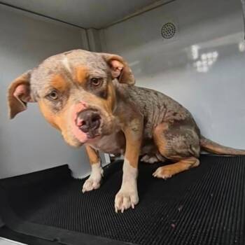 Rescue Mixed Breed Dogs for Adoption in Columbus, Georgia - 11/19/2025-Stray-AdamsStreet-1 | PetCurious