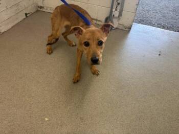 JUSTICE -  Labrador Retriever and Mixed Breed Dog for Adoption in San Bernardino, California - JUSTICE | PetCurious