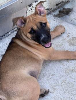 Rescue Australian Cattle Dog Blue Heeler and German Shepherd Dog Dogs for Adoption in Irvine, California - Dante | PetCurious