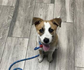PICKLES -  Terrier Dog for Adoption in Redlands, California - PICKLES | PetCurious