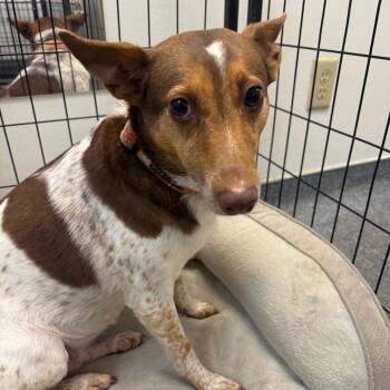 Rescue Jack Russell Terrier Dogs for Adoption in Houston, Texas - Hazel FKA Runner | PetCurious