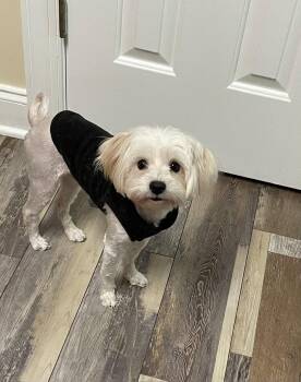 Gigi -  Maltese Dog for Adoption in Pittsboro, North Carolina - Gigi | PetCurious