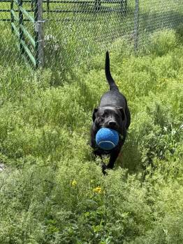 Pit Bull Terrier Dogs Available for Adoption in Libby, Montana - Randy | PetCurious