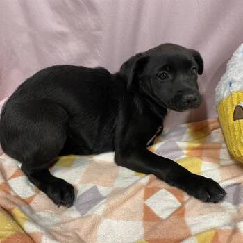 A612557 -  Labrador Retriever and Staffordshire Bull Terrier Dog for Adoption in Modesto, California - A612557 | PetCurious