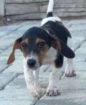Milton -  Basset Hound Dog for Adoption in Grand Bay, Alabama - Milton | PetCurious