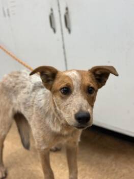 Rescue Cattle Dog and Mixed Breed Dogs for Adoption in Madera, California - Howl | PetCurious