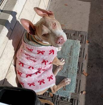 Amber Lynn -  Terrier Dog for Adoption in Longview, Texas - Amber Lynn | PetCurious