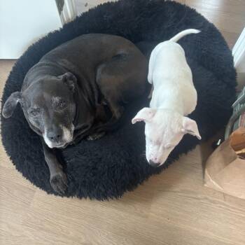 Boxer and Mixed Breed Dogs Available for Adoption in Minnetonka, Minnesota - Bessi D69308 | PetCurious