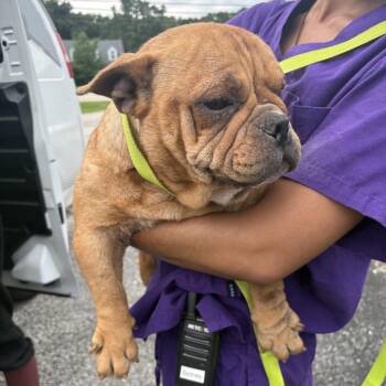 Wrinkly Walrus Potato Cheeseburger Baby Gorl -  French Bulldog and English Bulldog Dog for Adoption in Northbrook, Illinois - Wrinkly Walrus Potato Cheeseburger Baby Gorl | PetCurious