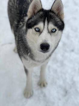 Sky -  Siberian Husky Dog for Adoption in East Brunswick, New Jersey - Sky | PetCurious
