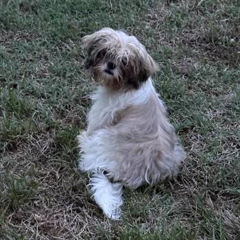 Shih Tzu and Mixed Breed Dogs Available for Adoption in Fredericksburg, Virginia - Creedence | PetCurious