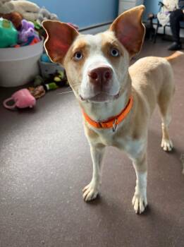 Giselle -  Husky and Pit Bull Terrier Dog for Adoption in Port Jervis, New York - Giselle | PetCurious