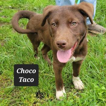 Labrador Retriever Dogs Available for Adoption in Buffalo, Missouri - Choco Taco | PetCurious