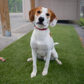 Beagle Dogs Available for Adoption in Columbia, Maryland - Spike Cs | PetCurious