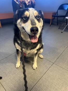 BROOKLYN -  Siberian Husky Dog for Adoption in Rancho Cucamonga, California - BROOKLYN | PetCurious