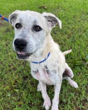 Nala -  Great Pyrenees Dog for Adoption in Washington, District Of Columbia - Nala | PetCurious