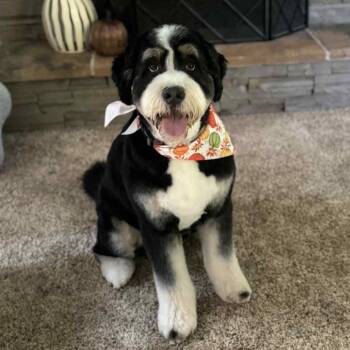 Rescue Bernese Mountain Dog and Standard Poodle Dogs for Adoption in Buffalo, Minnesota - Zoey | PetCurious